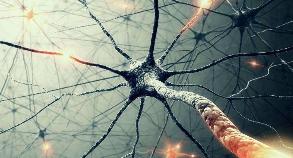 Почему надо все время учиться новому и что такое нейрогенез | Вести  образования