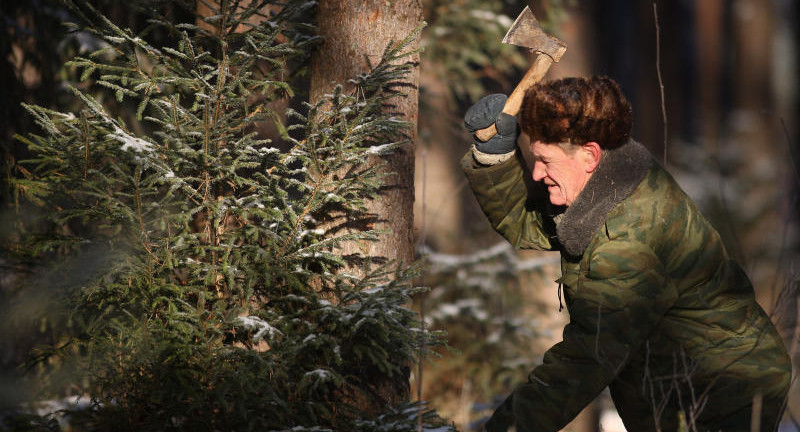 В Кирове будут готовить специалистов с высшим образованием в сфере лесного дела