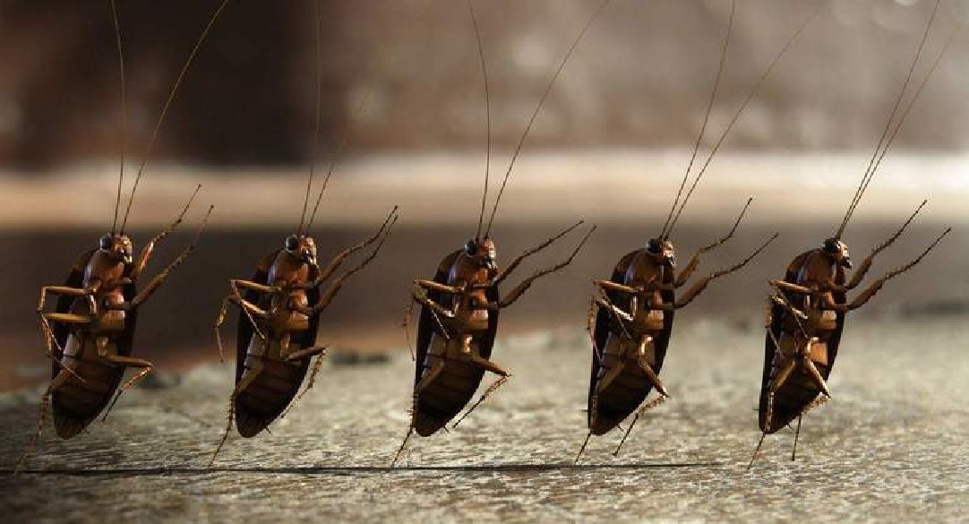 Жители Кургана пожаловались на тараканов в школьной столовой