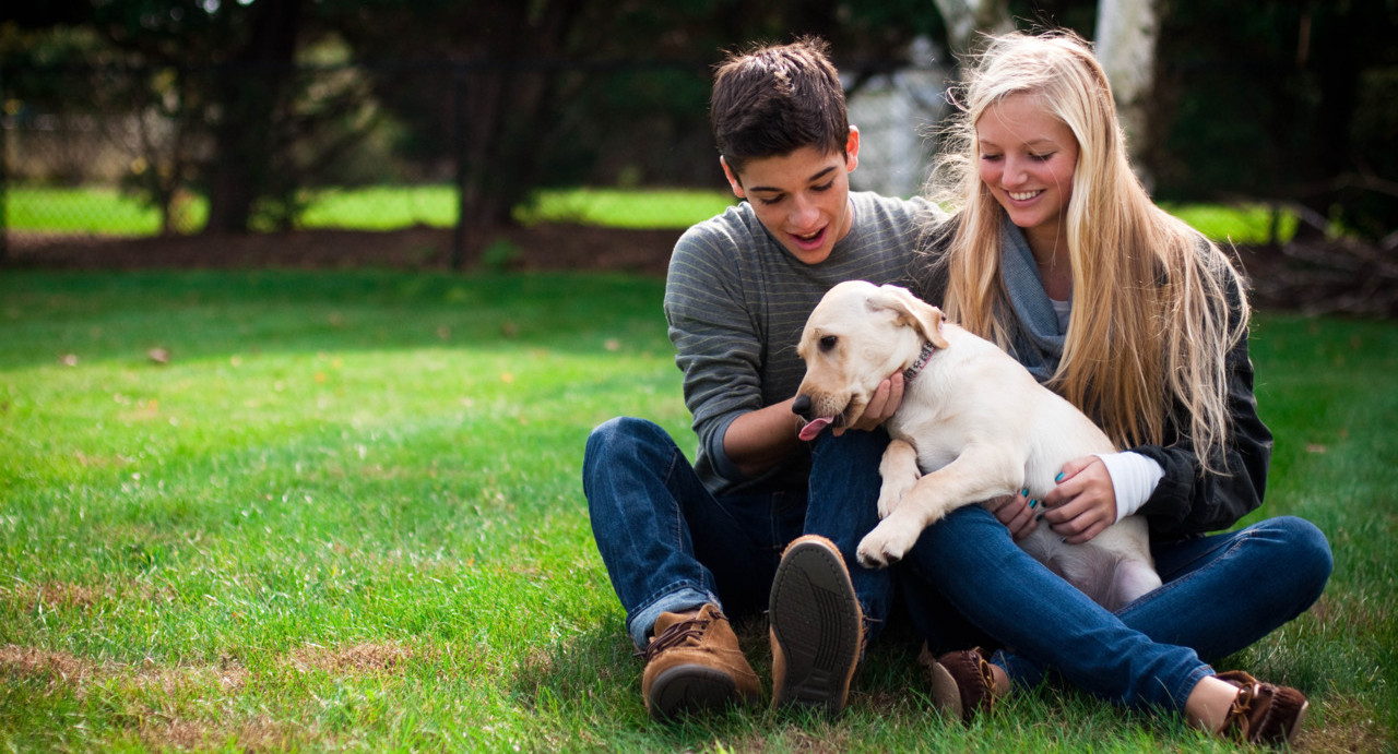 В британских школах могут появиться собаки-компаньоны