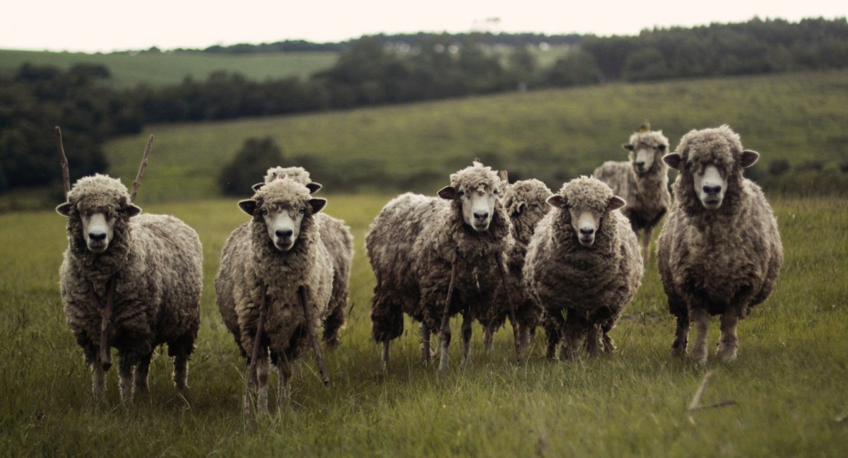 Школа записала в ученики 15 баранов, чтобы избежать сокращения классов
