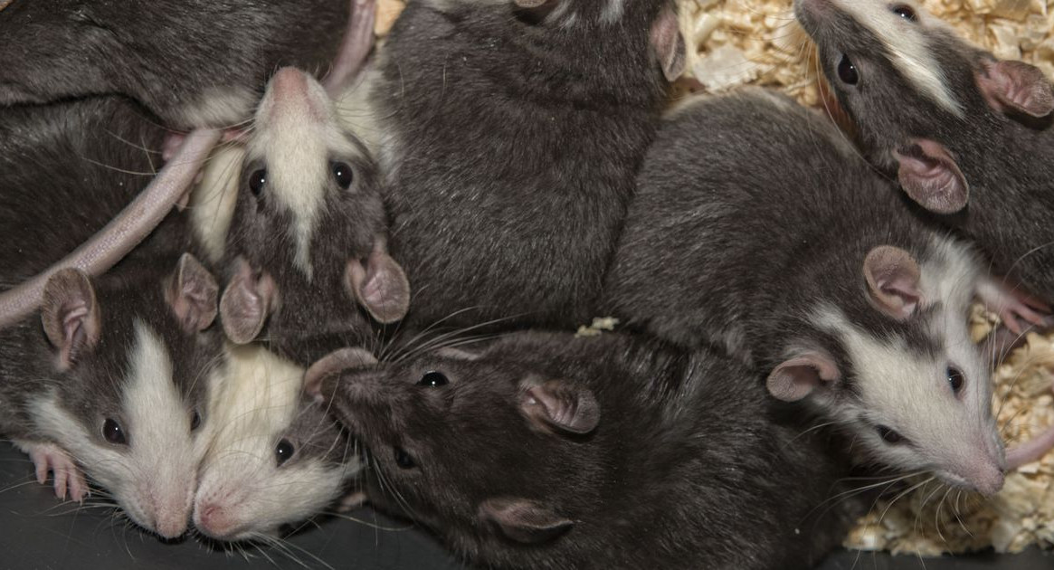 В Петербурге восьмилетняя девочка жила в квартире с сотней крыс