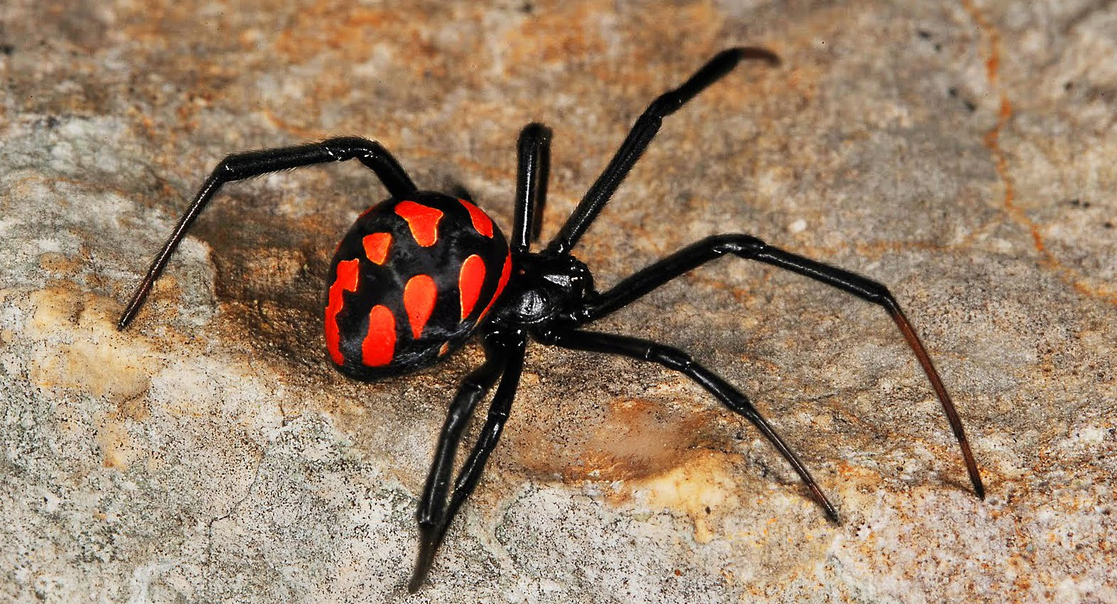 В столичном регионе появились ядовитые каракурты 