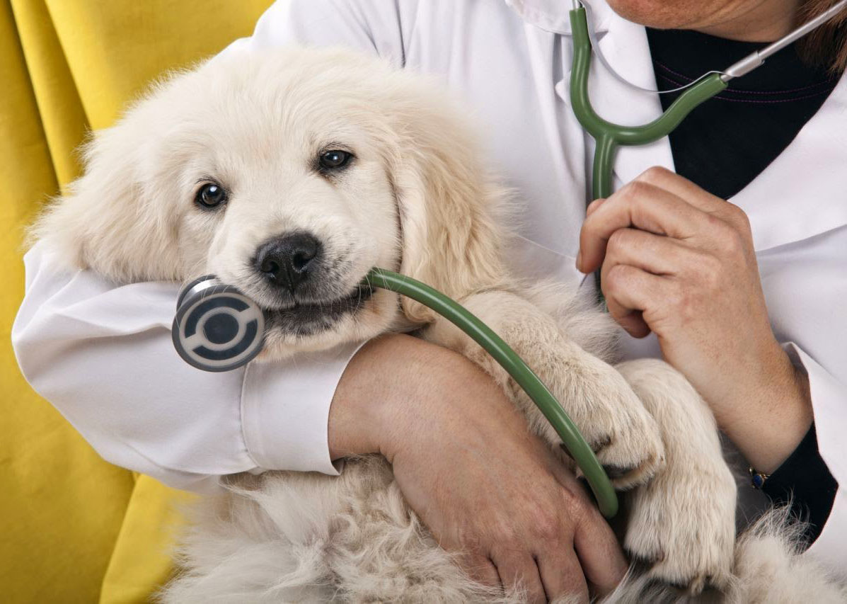 Собаки-терапевты помогут студентам снять стресс перед сессией