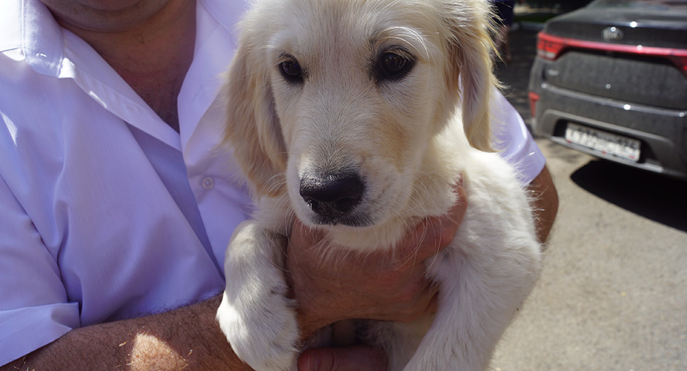 Владимир Путин подарил красноярскому школьнику щенка ретривера