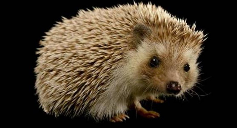  «Ёжику понятно»: школьникам Санкт-Петербурга помогут подготовиться к ЕГЭ и ОГЭ