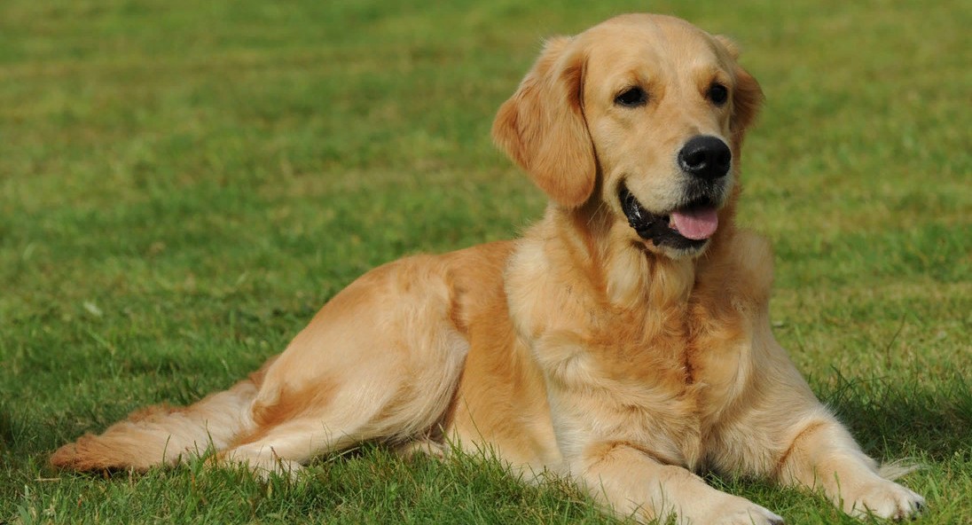 Эксперимент: Собаки смогли выявить коронавирус 