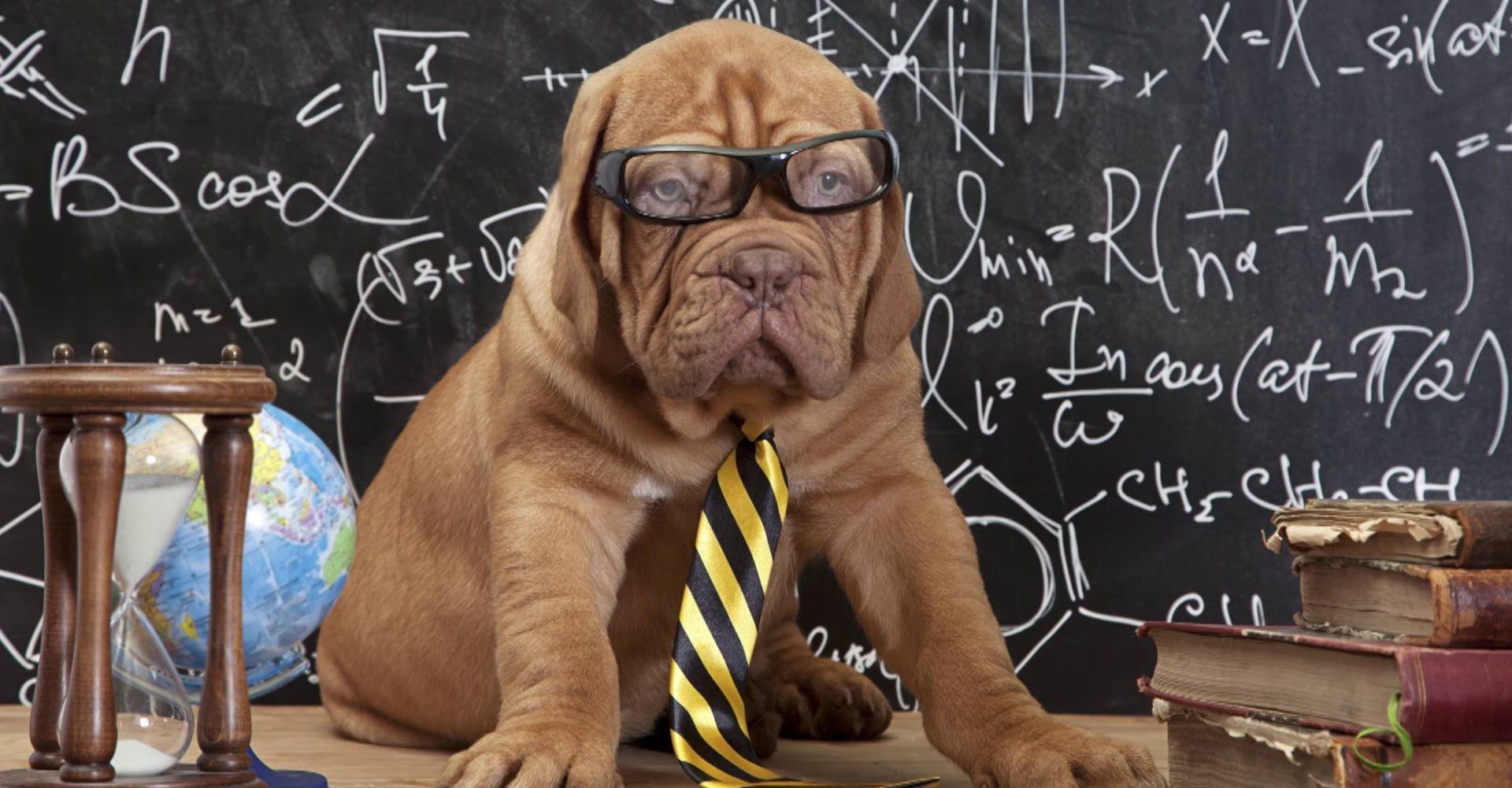 Красноярские школы взяли на работу енота, шимпанзе и гиббона