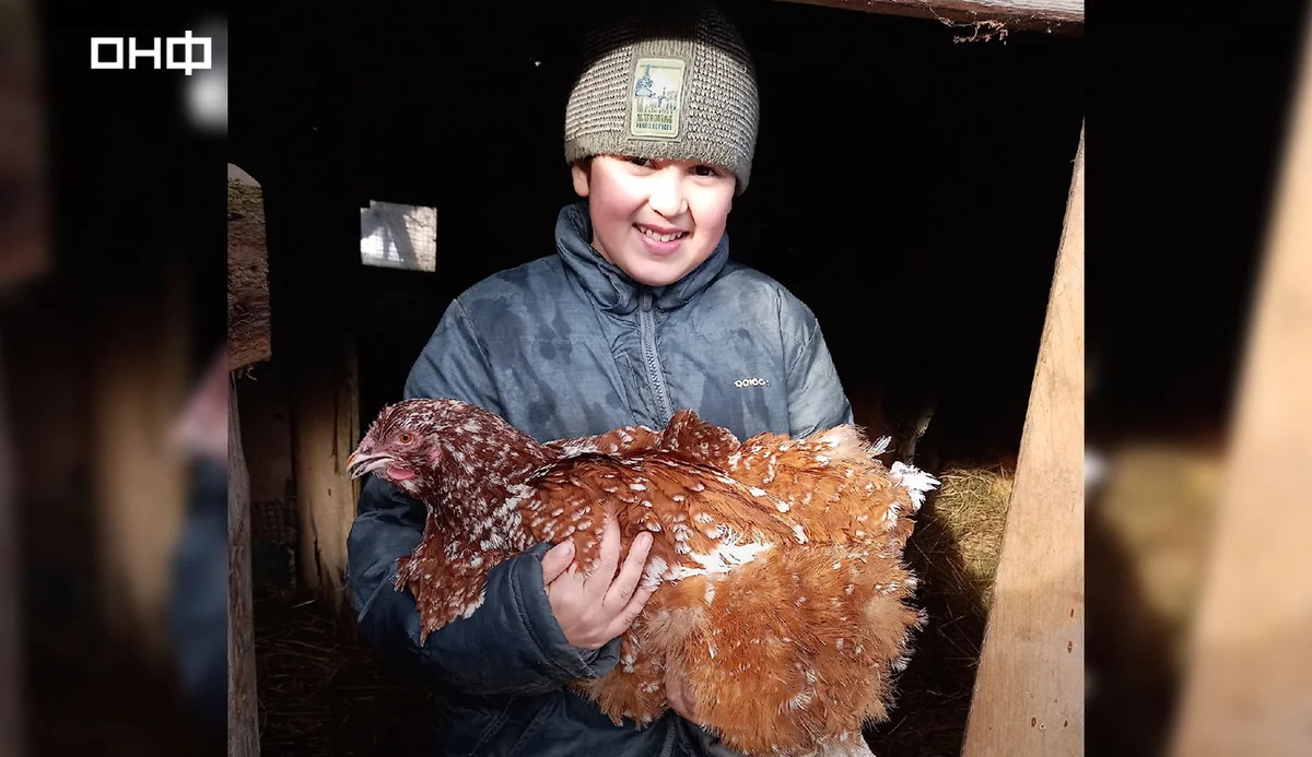 В Калининграде школьник помог родителям оплатить ипотечный взнос, выращивая цыплят