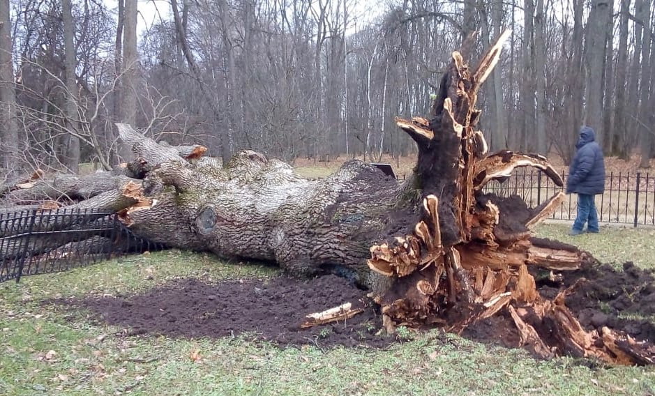 «Тургеневский дуб» возрастом около 200 лет упал из-за урагана в Орловской области