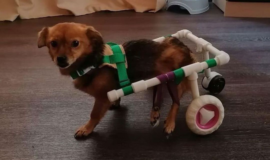 Школьница из Приморского края бесплатно создает инвалидные коляски для кошек и собак