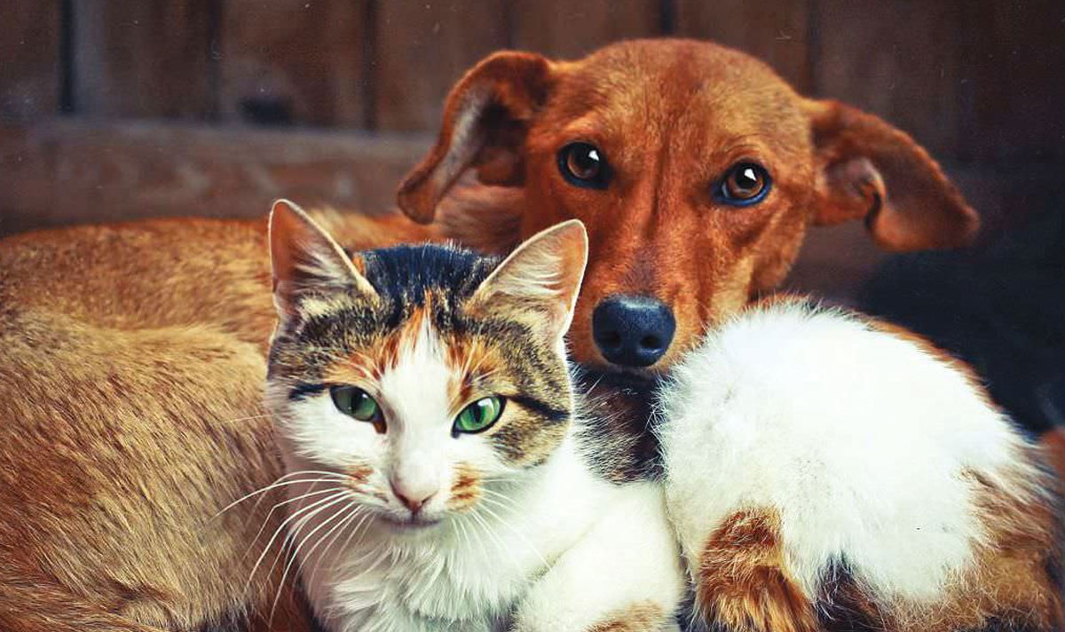 В России планируют ввести обязательную маркировку домашних животных