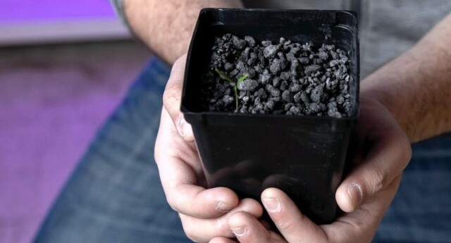 Перец чили, редиска и салат на имитаторе углистого хондрита 