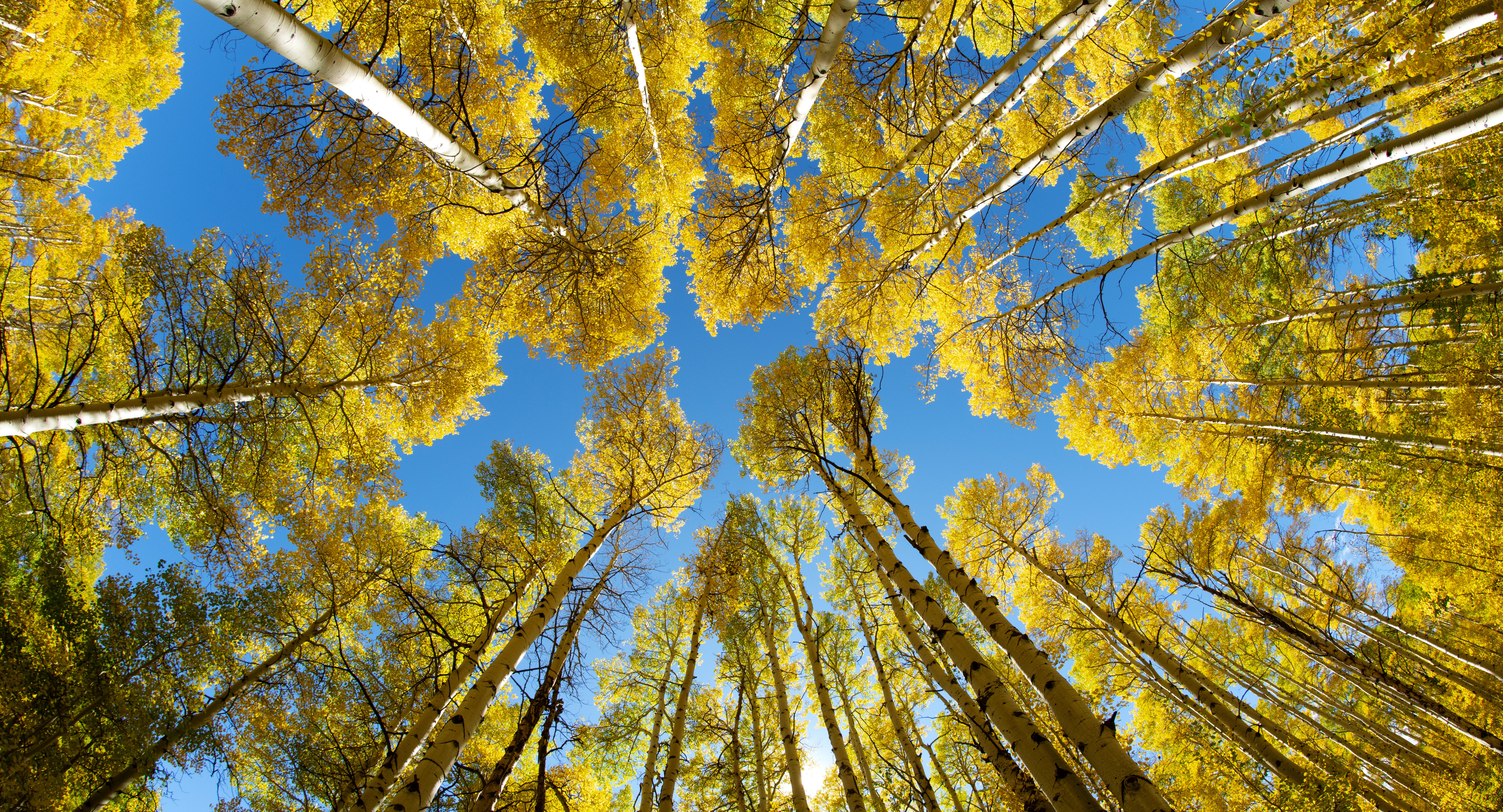 Лучшие друзья