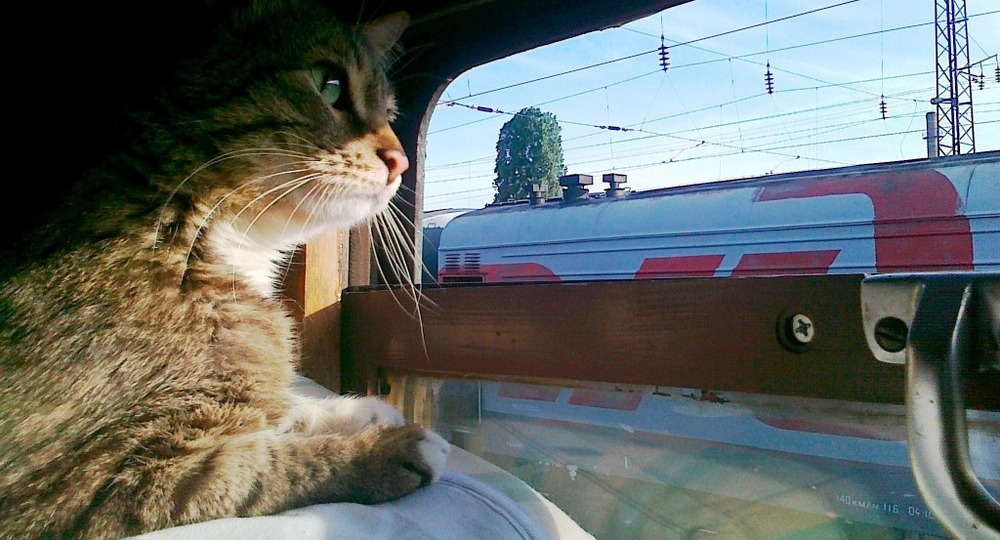 В России проехали на поезде первые животные с билетами без хозяев