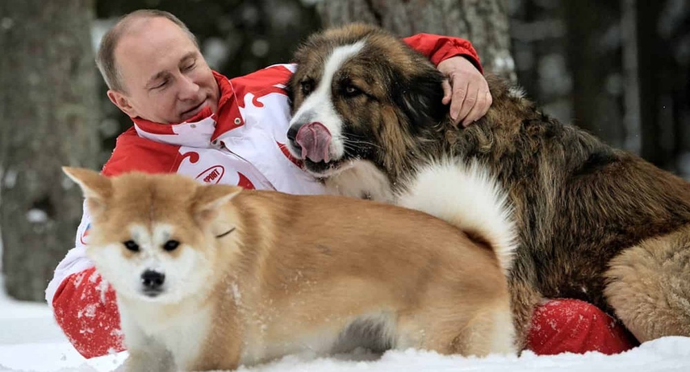 Владимир Путин одобрил закон об ответственном обращении с животными