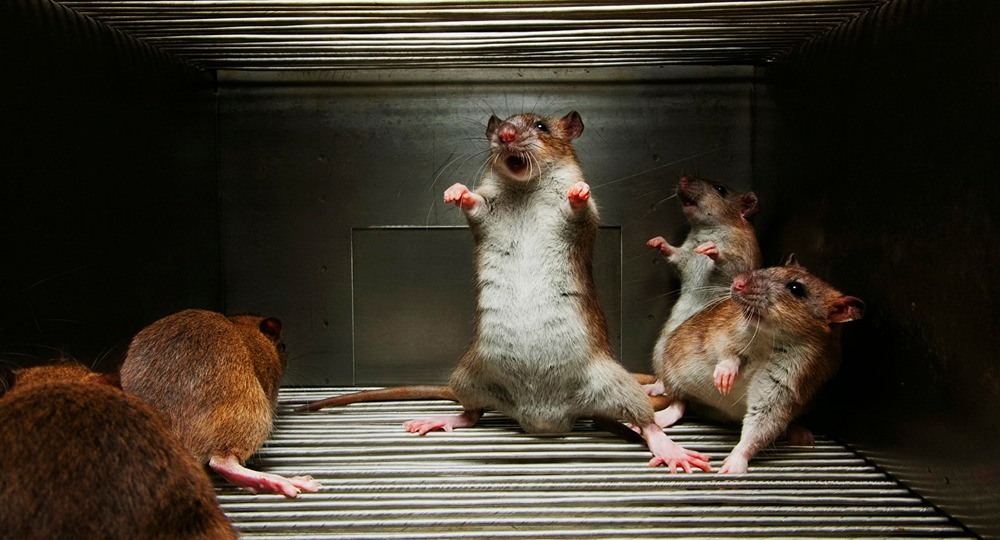 В российской школе детей покусали крысы