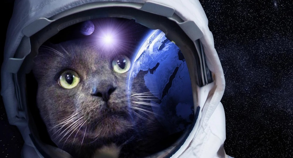 Виртуальный кот проведет экскурсию для школьников в Музее космонавтики