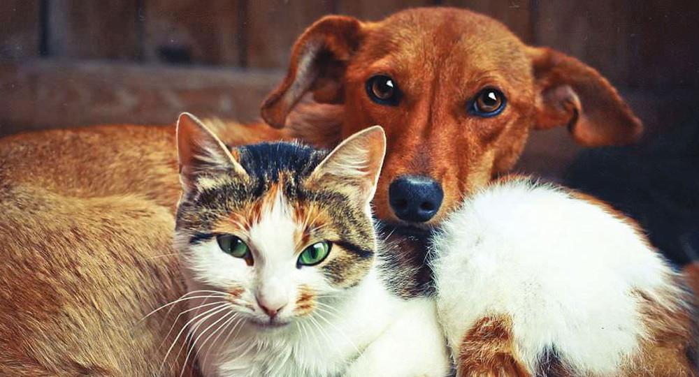 В России планируют ввести обязательную маркировку домашних животных