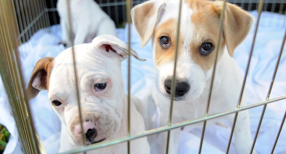В российских зоомагазинах запретят продавать собак и кошек