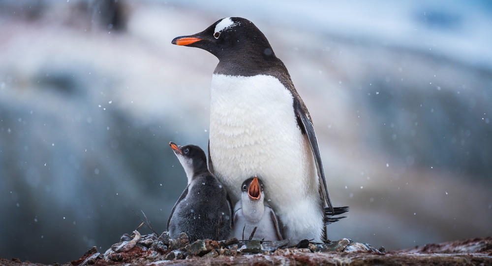 Глава Минприроды исполнит желание мальчика погладить пингвина