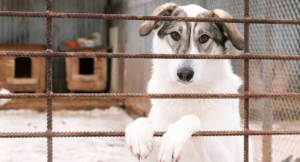 В России создадут концепцию об ответственном отношении к животным