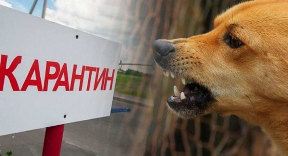 Десятки регионов России вводят карантин из-за бешенства среди животных