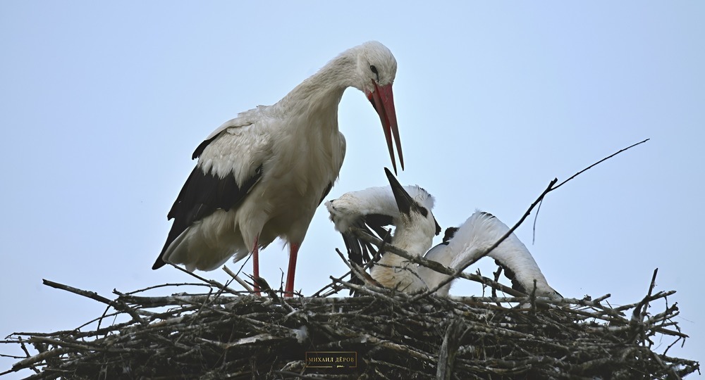 Бердвотчинг как стиль жизни: «перелетное» хобби учителя географии Бердвотчинг как стиль жизни: «перелетное» хобби учителя географии