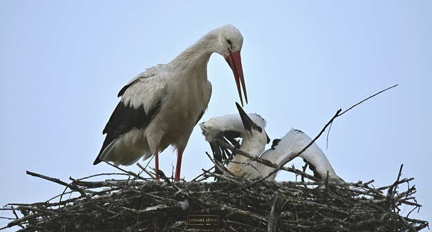 Бердвотчинг как стиль жизни: «перелетное» хобби учителя географии