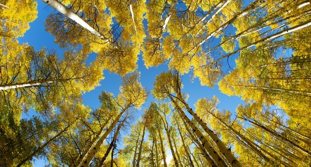 Лучшие друзья