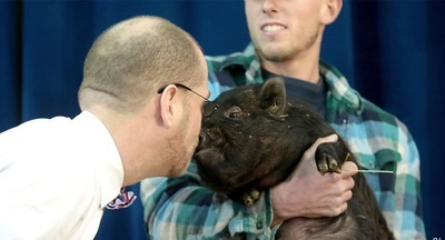 В США директор школы поцеловал свинью за то, что дети прочли 10 тысяч книг