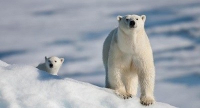 В Архангельской области  белые медведи преследуют людей