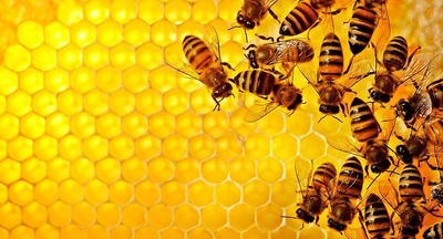 Американские школьники изучают естествознание с помощью пчеловодства