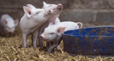 Директор-вегетарианец заставит школьников забить свиней со школьной фермы