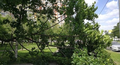 В Москве после падения дерева погиб ребенок 