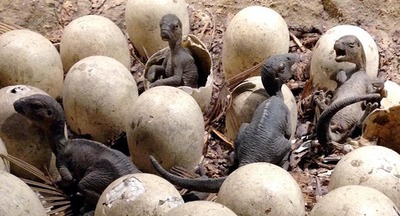В Китае ребенок нашел 11 ископаемых яиц динозавра