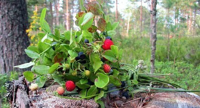 Экологи предложили россиянам дарить учителям деревья вместо букетов