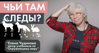 Елена Чудинова: Как распознать следы животных 