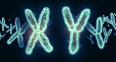 Y-хромосома у людей может полностью исчезнуть