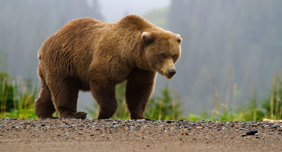 В сахалинском селе медведь вышел к школе