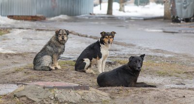 В Башкирии стая бродячих собак загнала детей на дерево