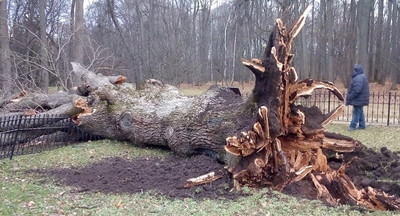 «Тургеневский дуб» возрастом около 200 лет упал из-за урагана в Орловской области