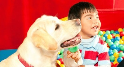 Терапевтические псы помогают в школе для детей-аутистов