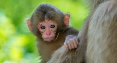 Исследование: молодые обезьяны, как дети, хвастаются перед родителями